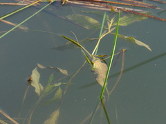 Potamogeton lucens