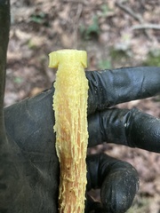 Aureoboletus betula