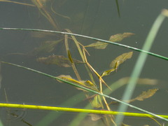 Potamogeton lucens