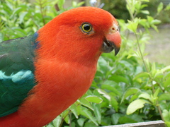 Alisterus scapularis