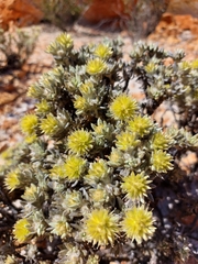 Ptilotus helichrysoides