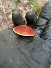 Aureoboletus betula