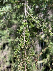 Kunzea
