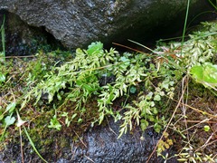 Cryptogramma stelleri image