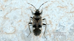 Panaorus csikii