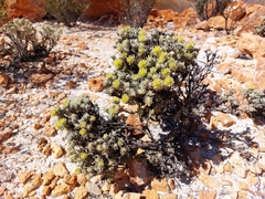 Ptilotus helichrysoides