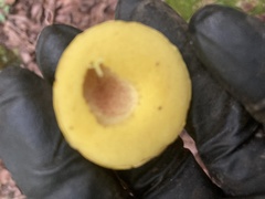Aureoboletus betula