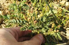 Sibbaldianthe bifurca