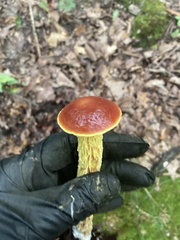 Aureoboletus betula
