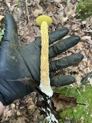 Aureoboletus betula