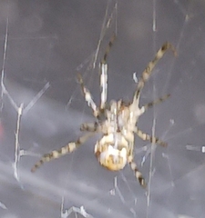 Araneoidea