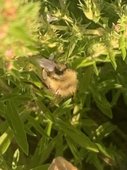 Apinae