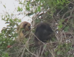 Alouatta caraya