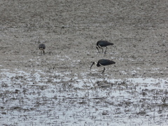 Threskiornis spinicollis