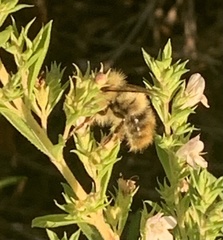 Apinae