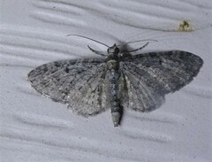 Eupithecia miserulata