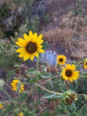 Helianthus