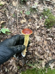 Aureoboletus betula