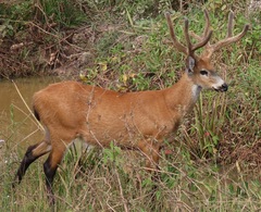 Blastocerus dichotomus
