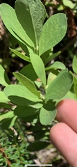Vaccinium cespitosum