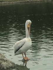 Pelecanus erythrorhynchos