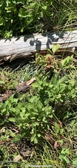 Vaccinium cespitosum