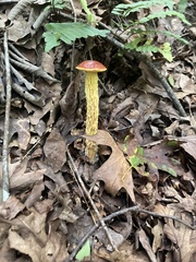 Aureoboletus betula