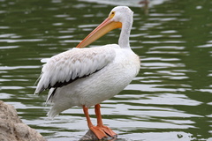 Pelecanus erythrorhynchos