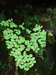 Adiantum