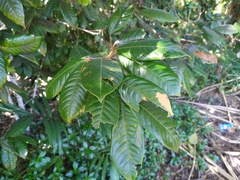 Mischocarpus lachnocarpus