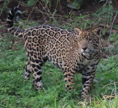 Panthera onca