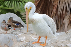 Pelecanus erythrorhynchos