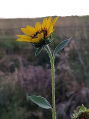 Helianthus