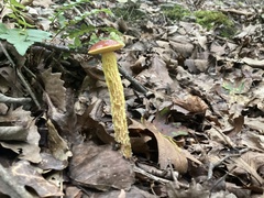Aureoboletus betula