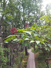 Sambucus sibirica