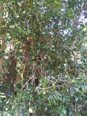 Mischocarpus lachnocarpus