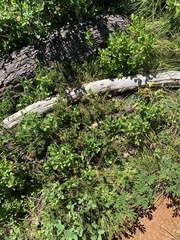 Vaccinium cespitosum