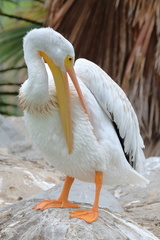 Pelecanus erythrorhynchos