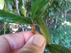 Mischocarpus lachnocarpus