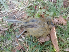 Anthornis melanura melanura