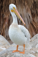 Pelecanus erythrorhynchos