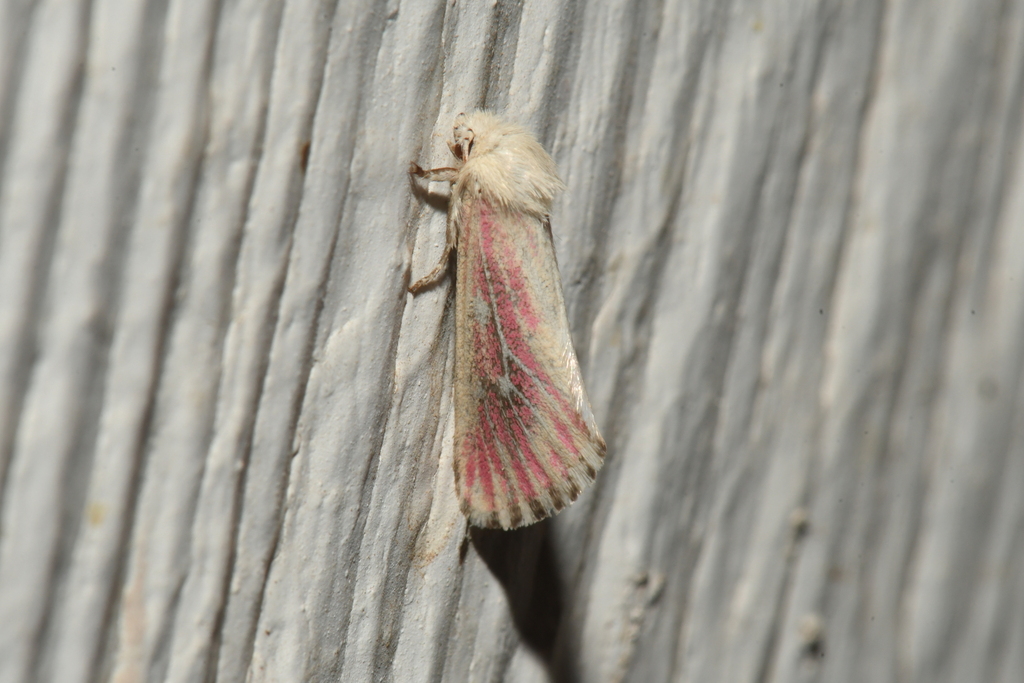Lythrodes venatus