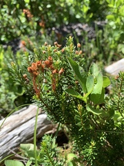 Vaccinium cespitosum