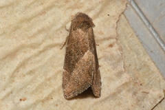 Plagiomimicus spumosum