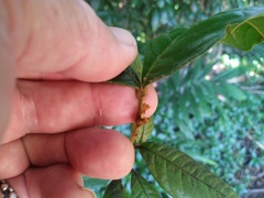 Mischocarpus lachnocarpus