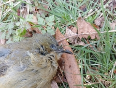 Anthornis melanura melanura