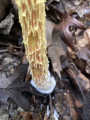 Aureoboletus betula