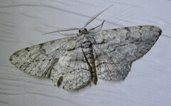 Anavitrinella pampinaria