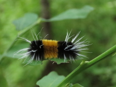 Lophocampa maculata