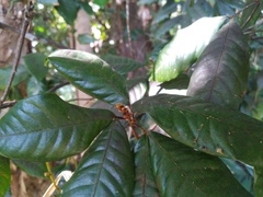 Mischocarpus lachnocarpus